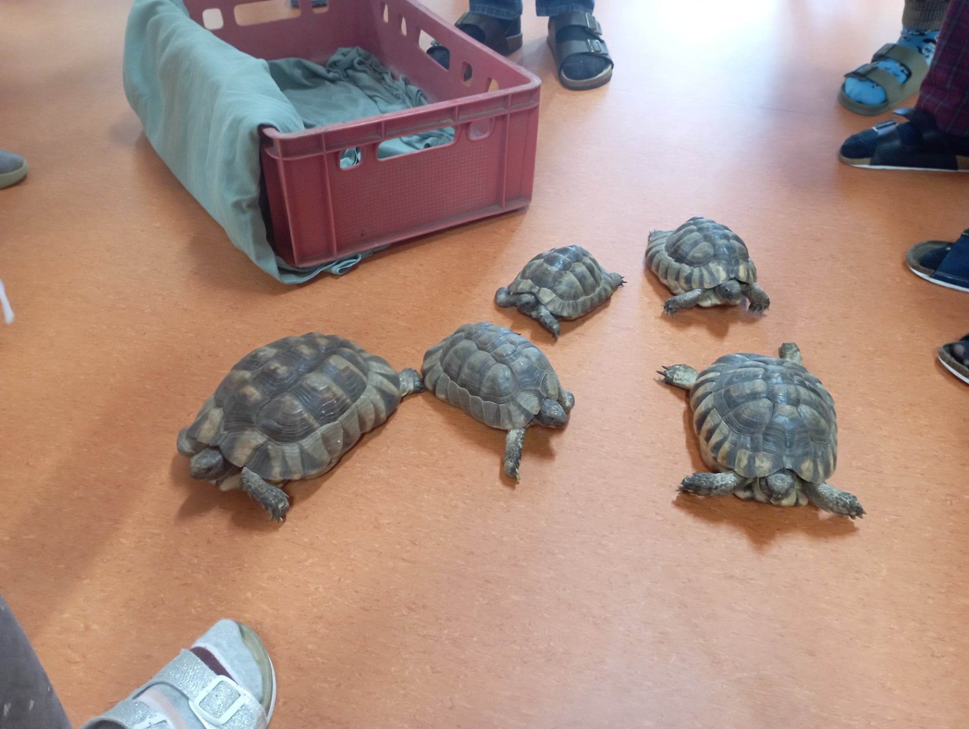 Projektové vyučování s želvami v 6. třídě - Obrázek 2