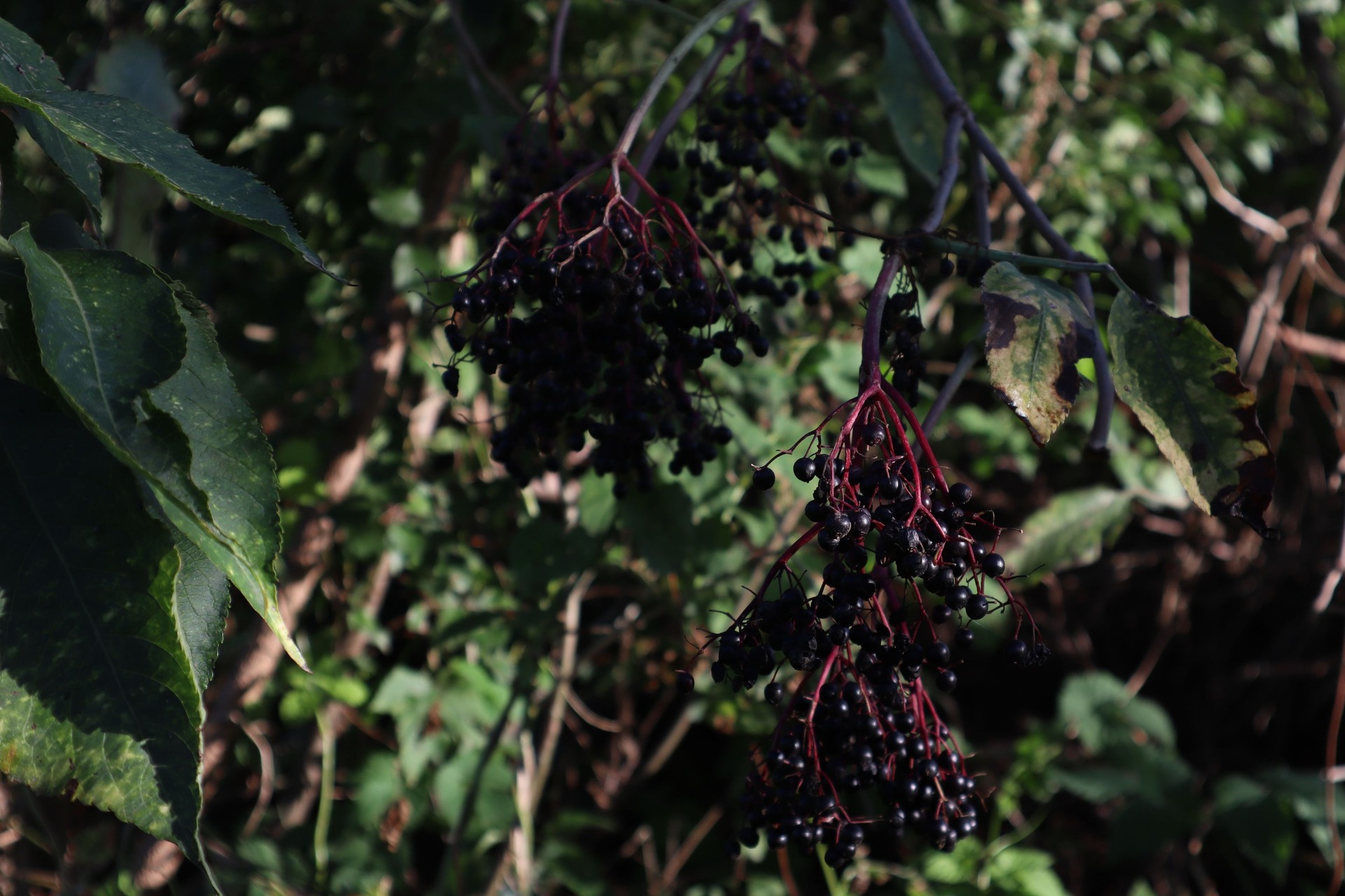 Jesienne krzewy z czarnymi jagodami