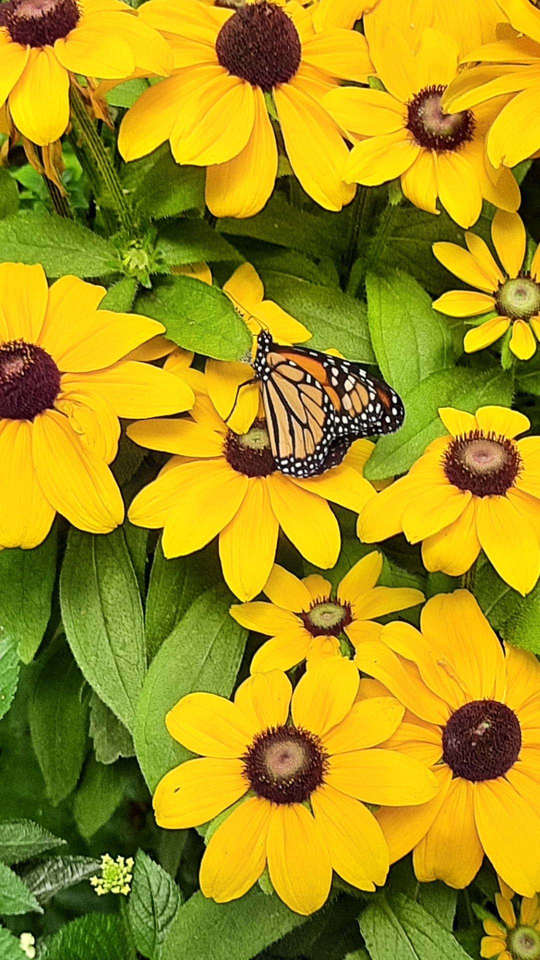 Motýle exotických trópov  - Obrázok 2